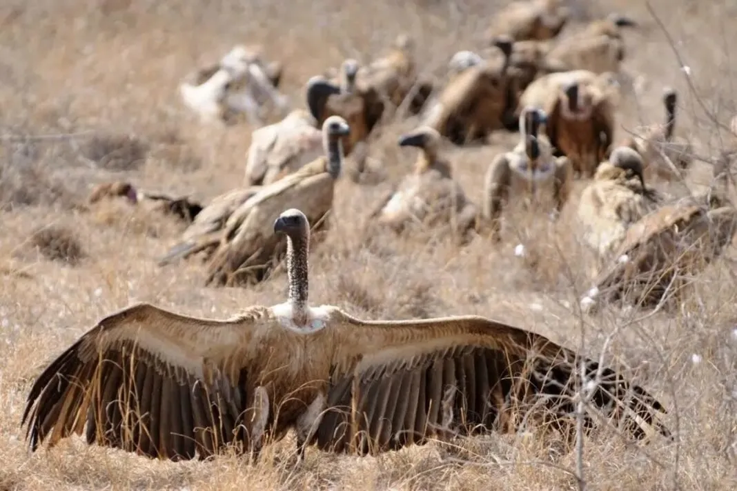 Vulture population declines : કચ્છમાં ગીધોની સંખ્યામાં ભારે ઘટાડો, 15 વર્ષમાં 885 ગીધો થયા લુપ્ત