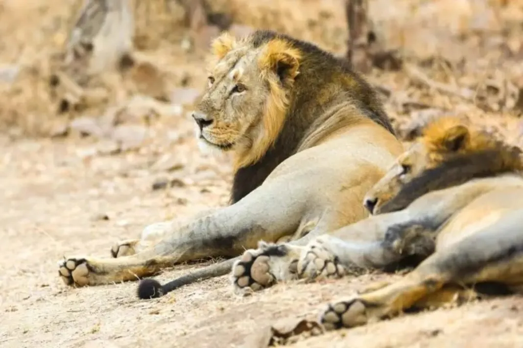 PM Modi Gir Visit : 2 વર્ષમાં 286 સિંહોના મોત! પીએમ મોદીના ગુજરાત પ્રવાસ બાદ ચોંકાવનારા આંકડા બહાર