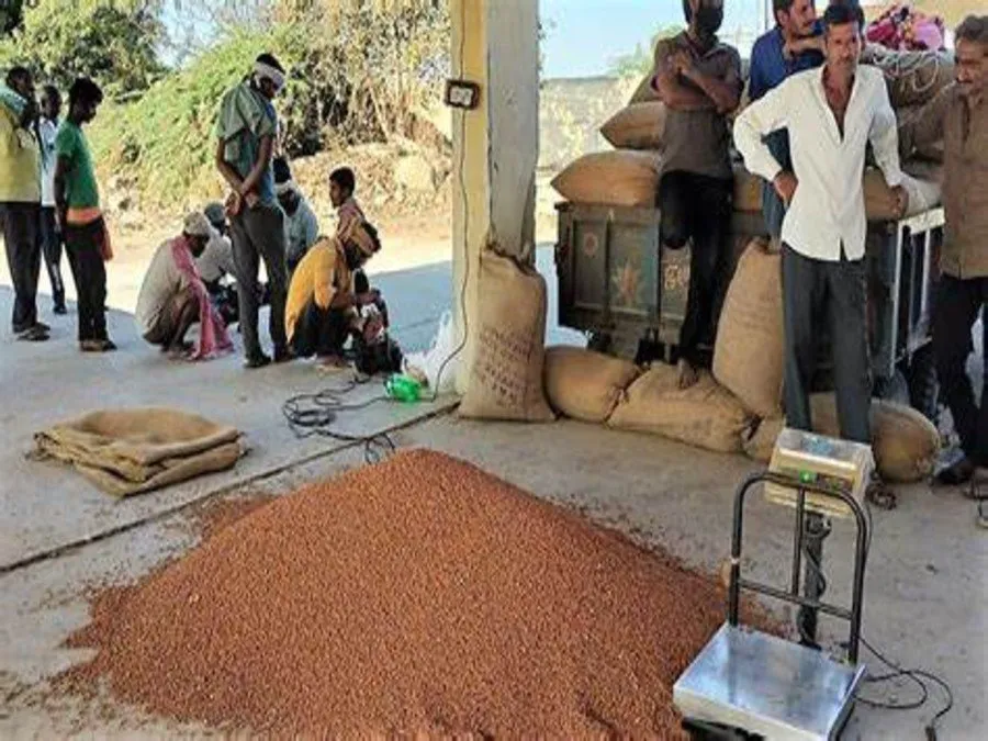 Support Price Announcement : ગુજરાતના ખેડૂતો માટે ખુશીના સમાચાર: ચણા અને રાયડાની ટેકાના ભાવે ખરીદી 21 એપ્રિલથી શરૂ થશે