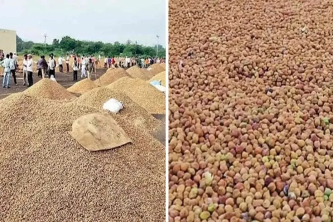 Gujarat Farmer News : ગુજરાત: ટેકાના ભાવે ચણા અને રાયડાની ખરીદીની શરૂઆત, ખેડૂતોમાં ખુશીનો માહોલ