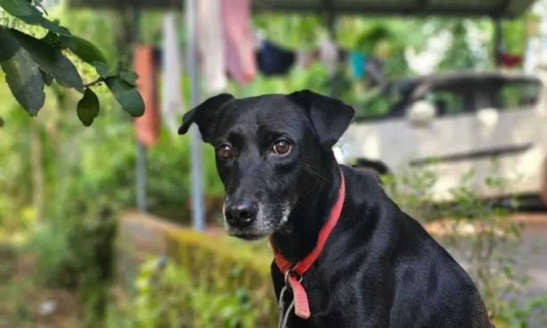 AMC Dog Guideline : અમદાવાદમાં શ્વાન પાળવું હવે જોખમી બની શકે: નિયમ ભંગ થયો તો કપાઈ શકે છે વીજળી, પાણી અને ગટરના જોડાણ