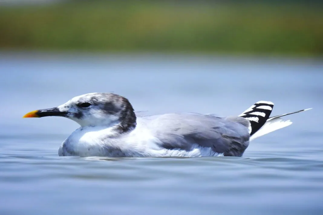 Sabine Gull at Nalsarovar : ગુજરાતના નળ સરોવરે પધાર્યું દુર્લભ ‘સબીન ગુલ’ પક્ષી – 12 વર્ષ બાદ ભારતમાં પહેલી વાર દર્શન