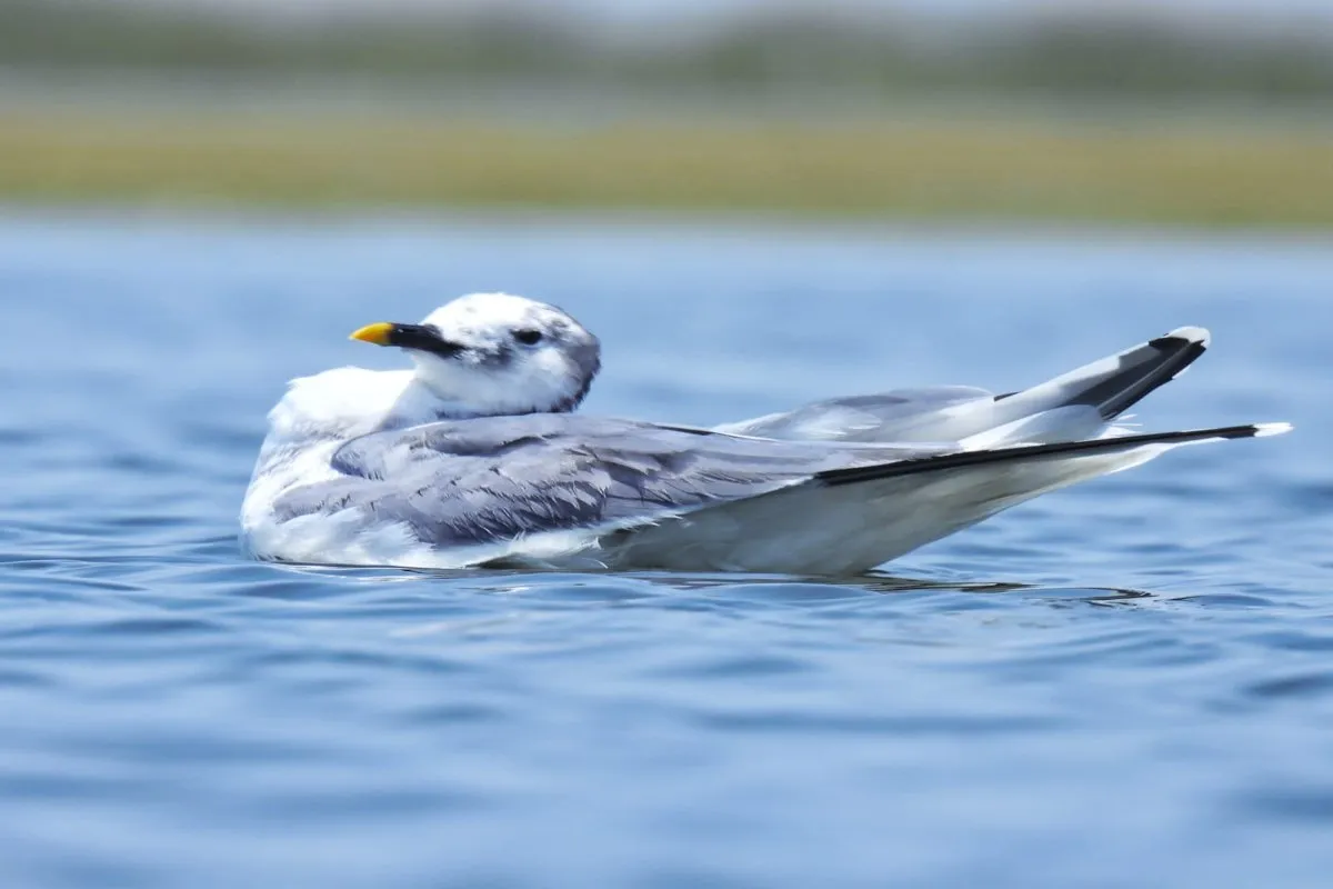 Sabine Gull at Nalsarovar