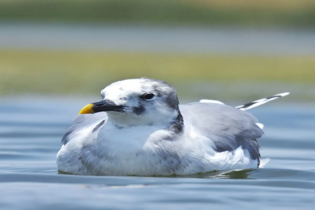 Sabine Gull at Nalsarovar