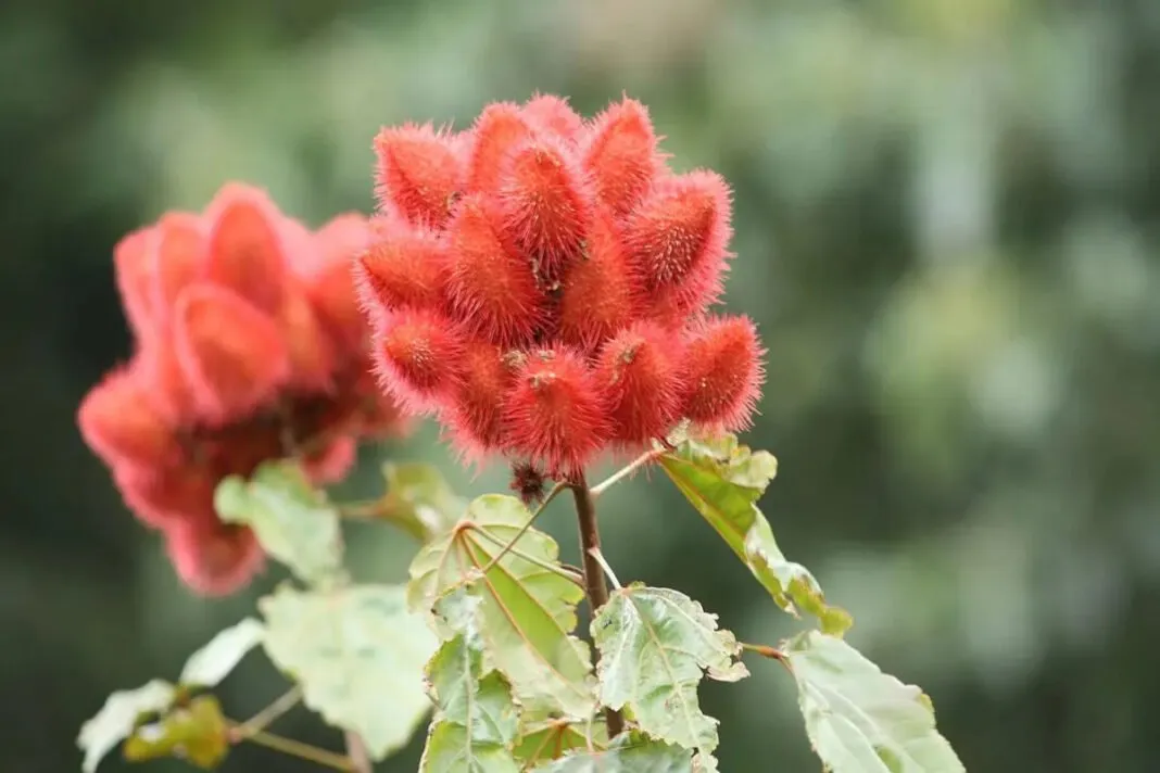 Sindoor Forest: અમિત શાહના મતવિસ્તારમાં 12,000 વૃક્ષોનું વન: ઓપરેશન સિંદૂરને પર્યાવરણની ભેટ