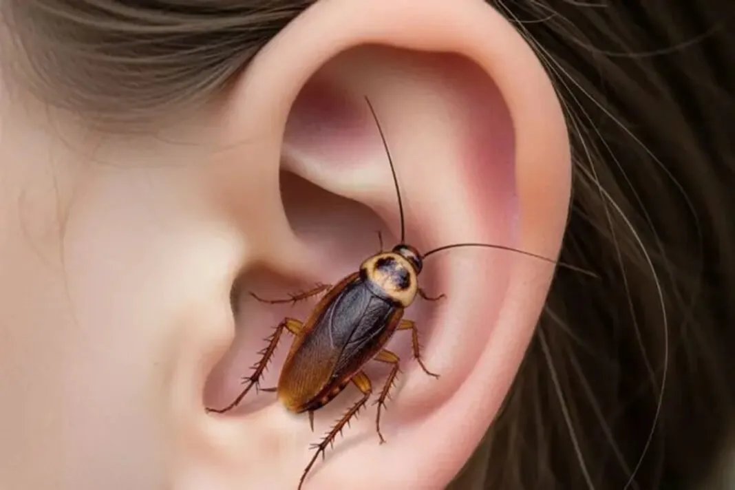 Bhavnagar medical case insects ear: ભાવનગરમાં 5 વર્ષના બાળકના કાનમાંથી 15 વંદા મળતા તબીબ પણ દંગ, અમરેલીના કિસ્સા પછી બીજો વિચિત્ર મુદ્દો