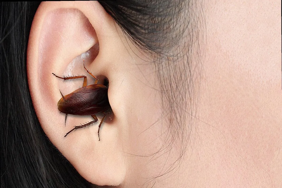 Bhavnagar medical case insects ear