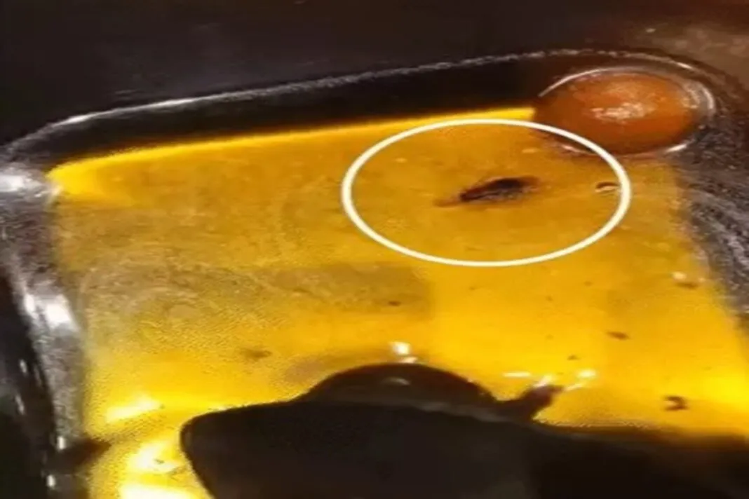 Octane Pizza hygiene issue: ઓક્ટેન પીઝાના ગુલાબજાંબુમાંથી નીકળ્યો વંદો, AMCની તાત્કાલિક કાર્યવાહી