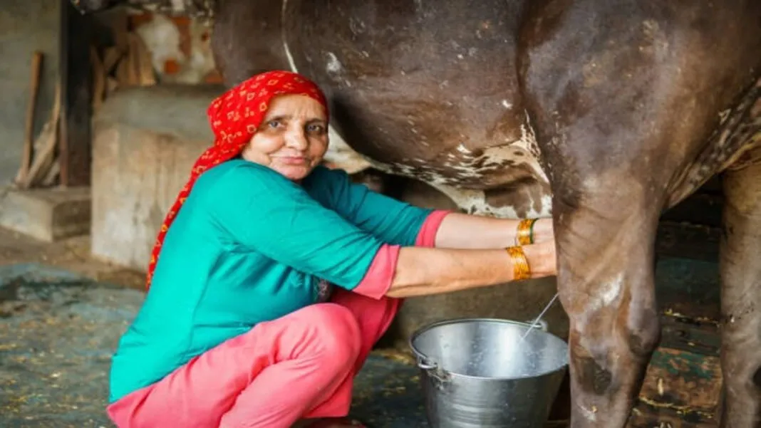 World Milk Day 2025 : ગુજરાતે દૂધ ઉત્પાદનનો એવો ઉત્કૃષ્ટ વિક્રમ સ્થાપ્યો કે દેશભરમાં દૂધની નદીઓ વહેવા લાગી